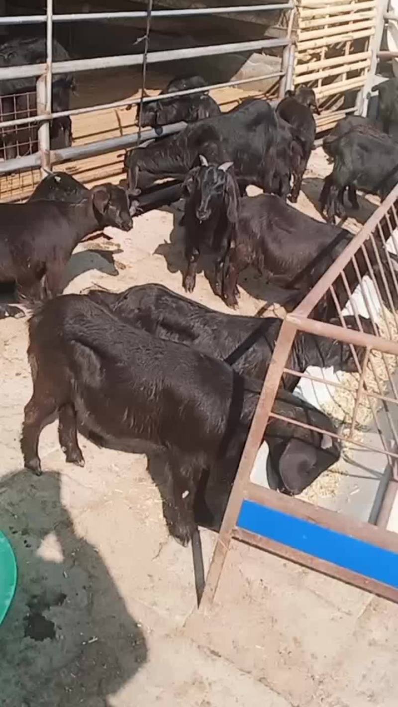 努比亚黑山羊全国免费运输包质包量安全送达