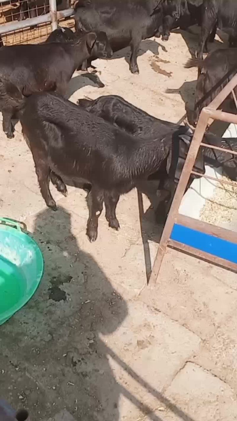 努比亚黑山羊全国免费运输包质包量安全送达