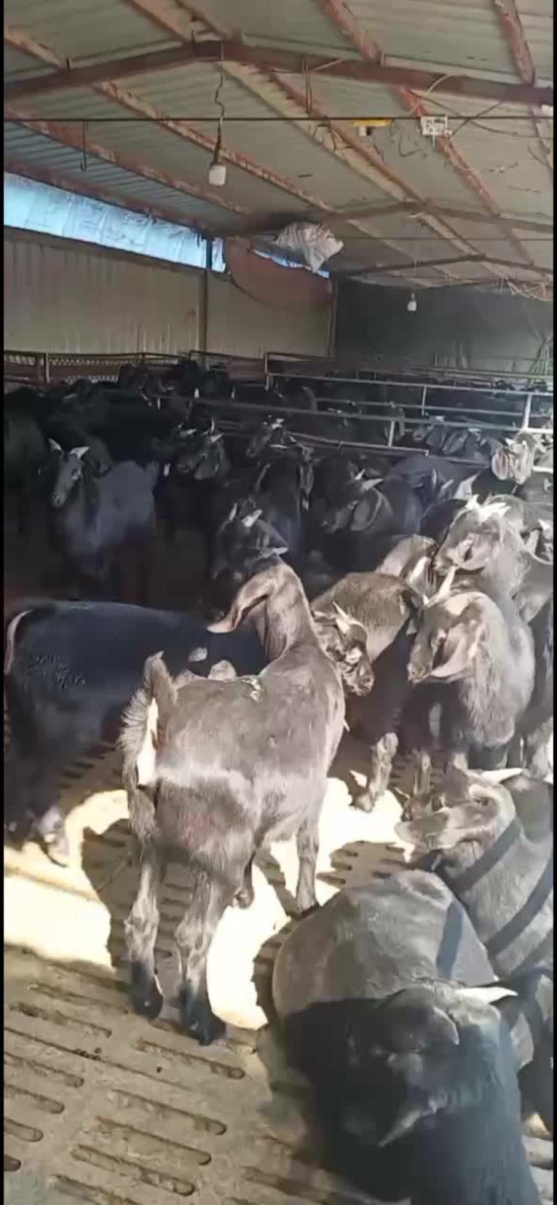 努比亚黑山羊全国免费运输包质包量安全送达