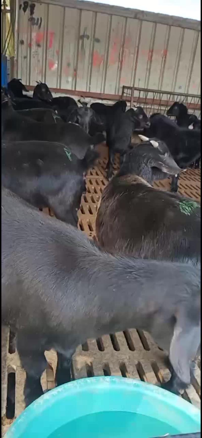 努比亚黑山羊全国免费运输包质包量安全送达