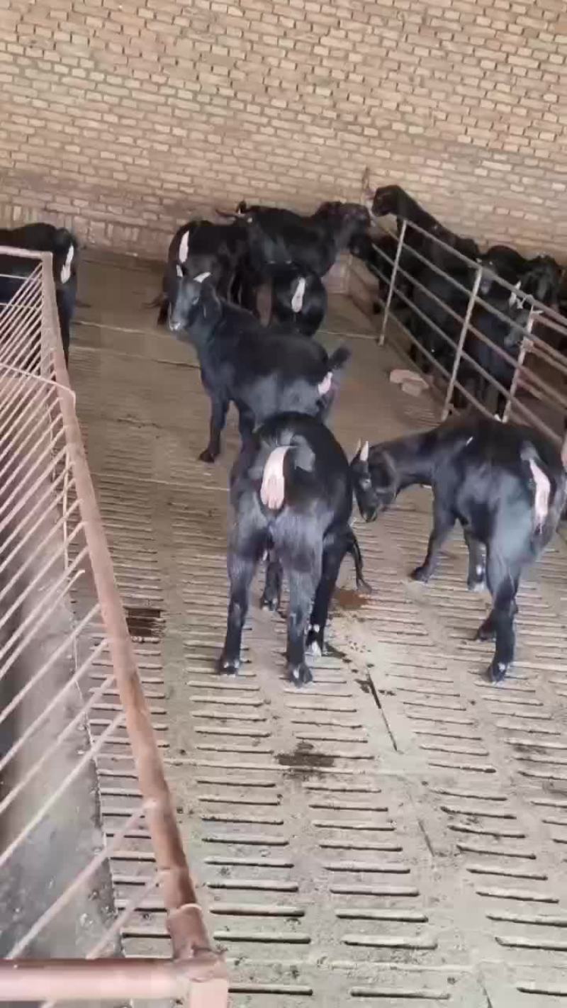 努比亚黑山羊全国免费运输包质包量安全送达