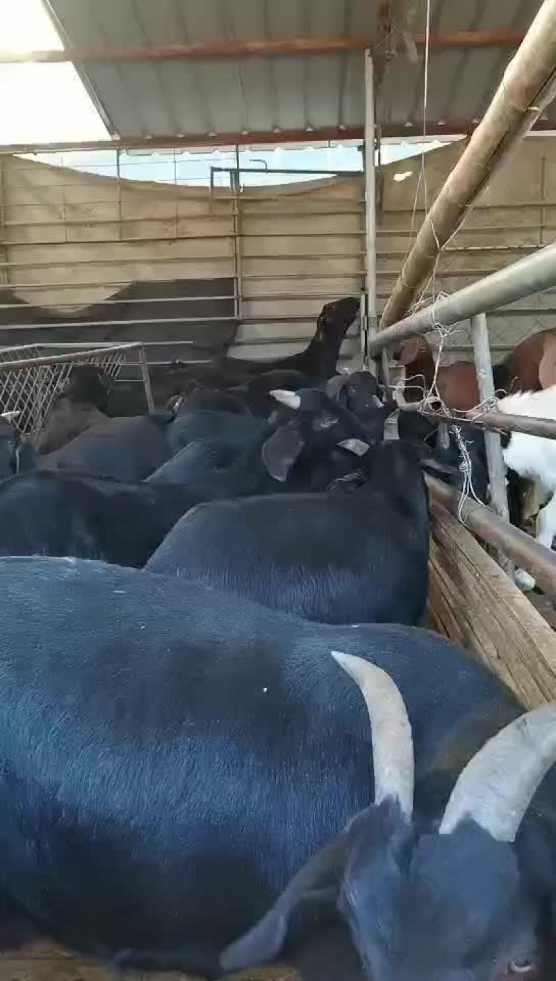 努比亚黑山羊全国免费运输包质包量安全送达