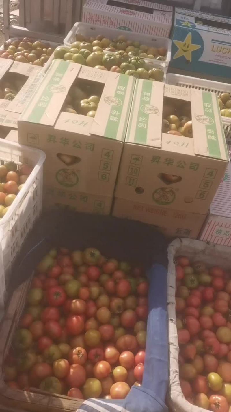 铁皮草莓，西红柿