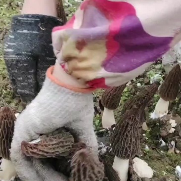重庆羊肚菌