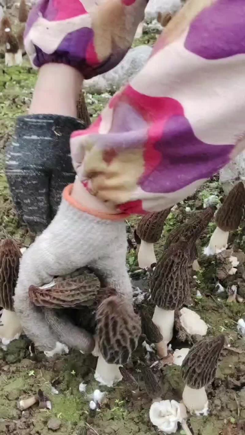 重庆羊肚菌