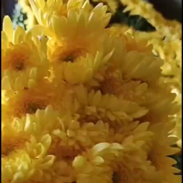 一级好白菊，好黄菊！清明祭祖必需品！联系我时请说在一亩田