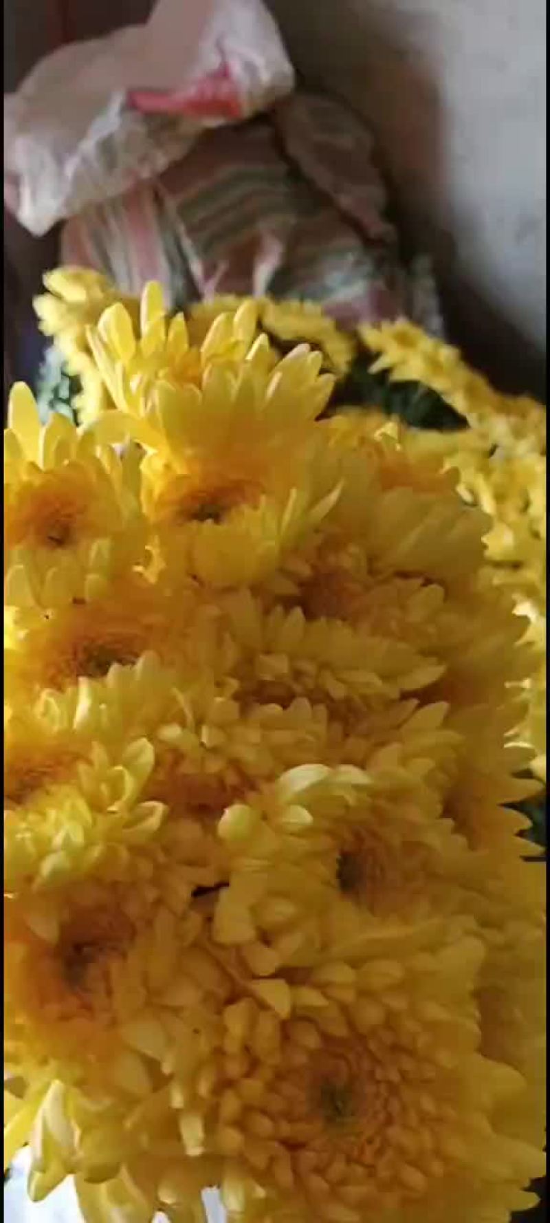 一级好白菊，好黄菊！清明祭祖必需品！联系我时请说在一亩田