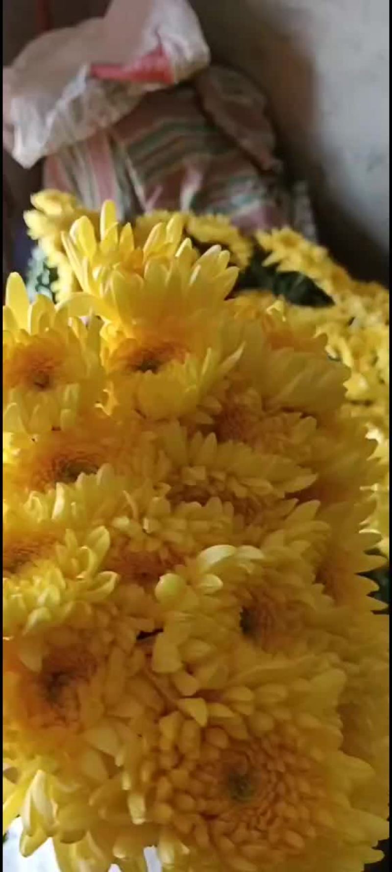 一级好白菊，好黄菊！清明祭祖必需品！联系我时请说在一亩田