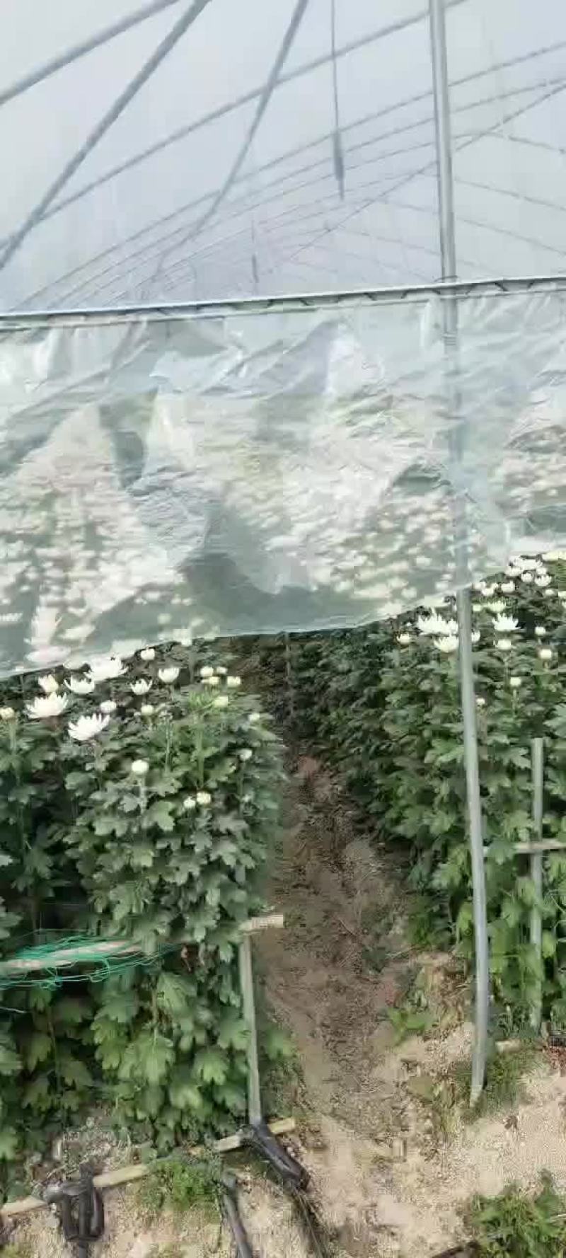 一级好白菊，好黄菊！清明祭祖必需品！联系我时请说在一亩田