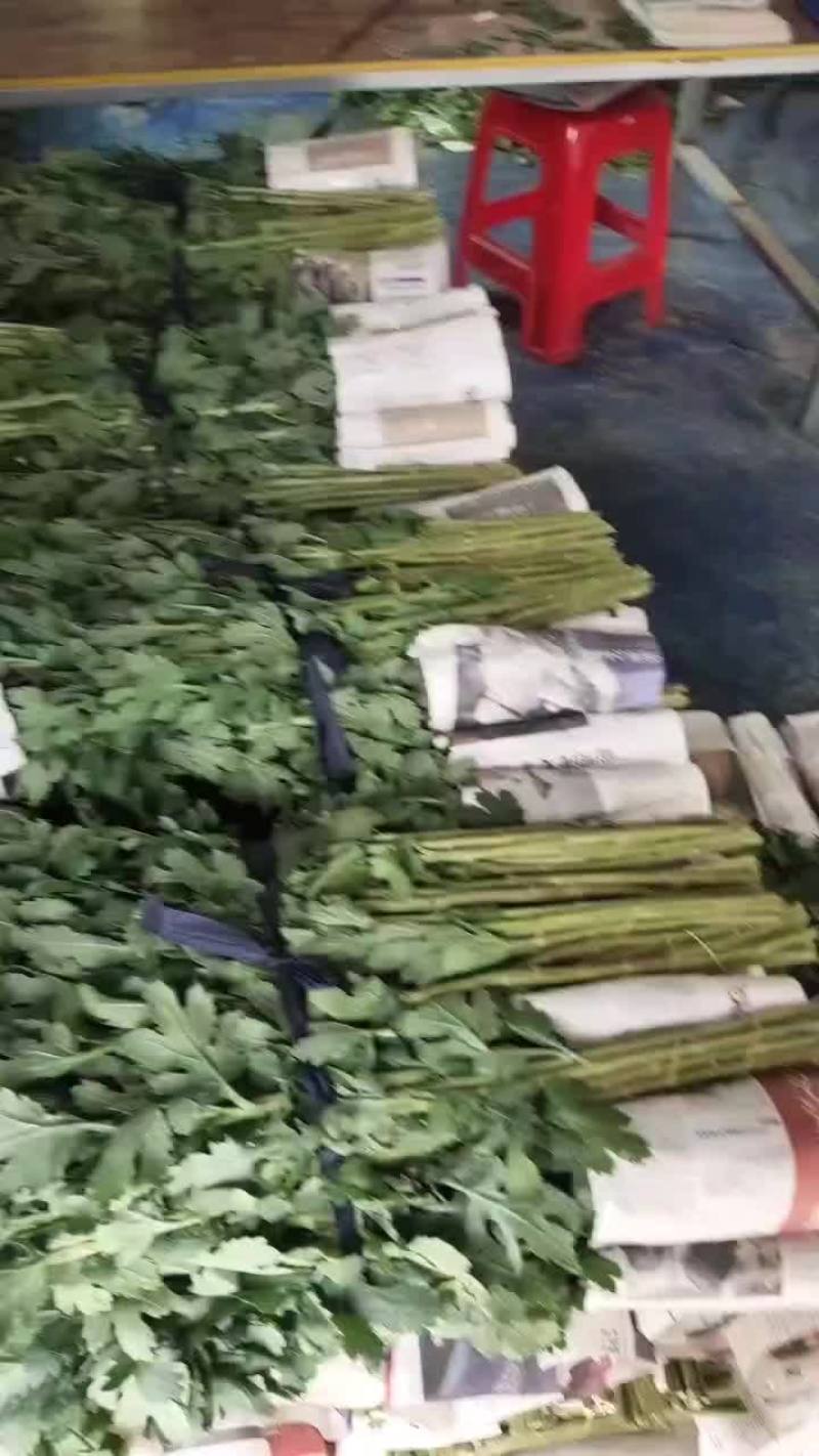 一级好白菊，好黄菊！清明祭祖必需品！联系我时请说在一亩田