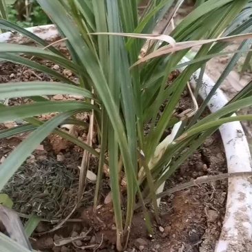 大山深处发现的带花兰