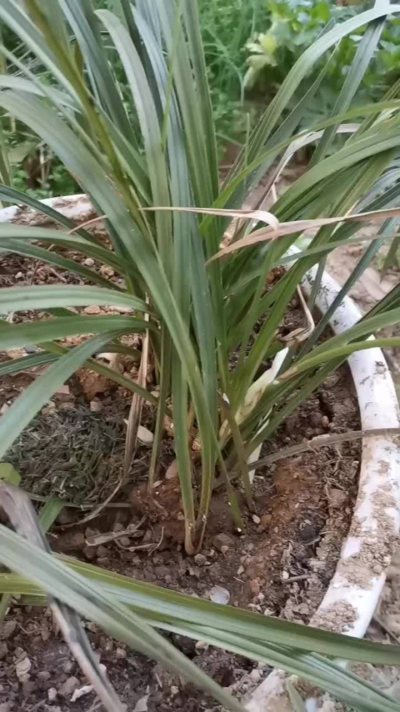 大山深处发现的带花兰
