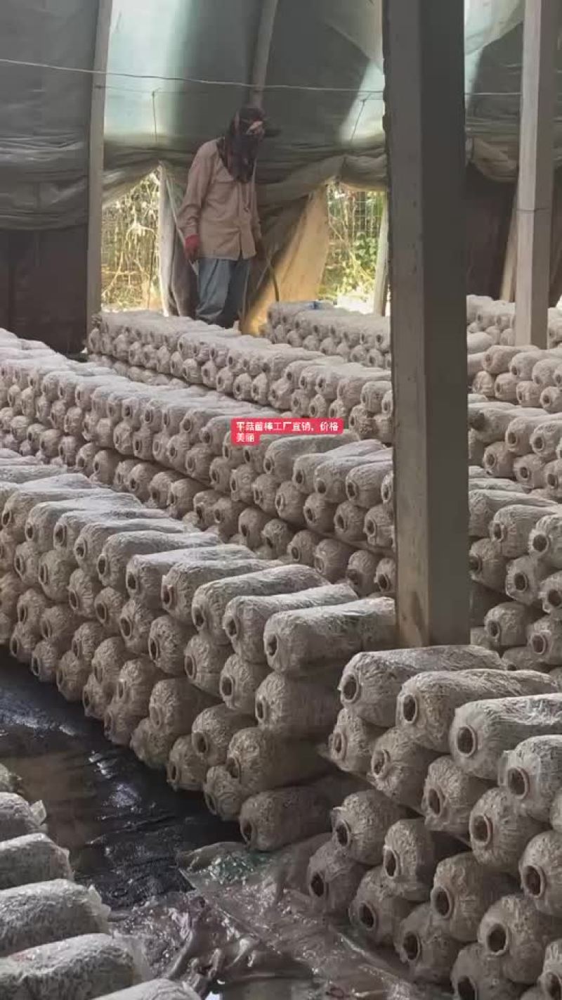 平菇菌棒工厂直销，一棒8斤左右