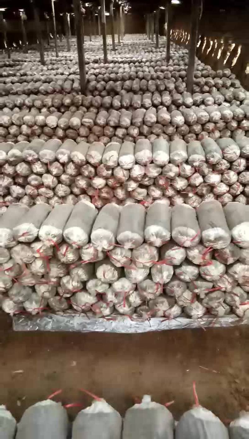 平菇菌棒工厂直销，一棒8斤左右