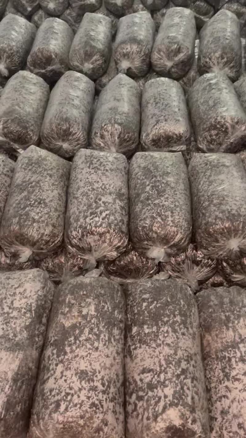 平菇菌棒工厂直销，一棒8斤左右