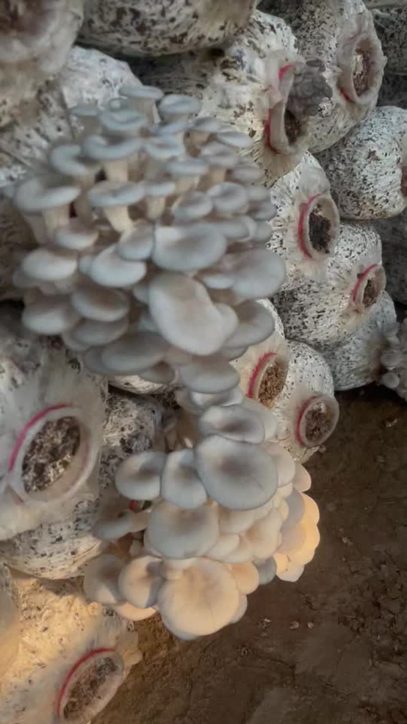 平菇菌棒工厂直销，一棒8斤左右