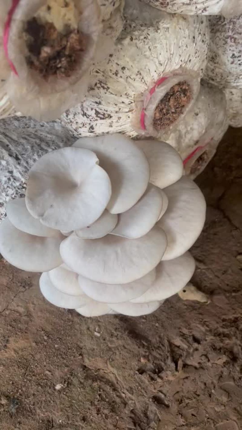 平菇菌棒工厂直销，一棒8斤左右