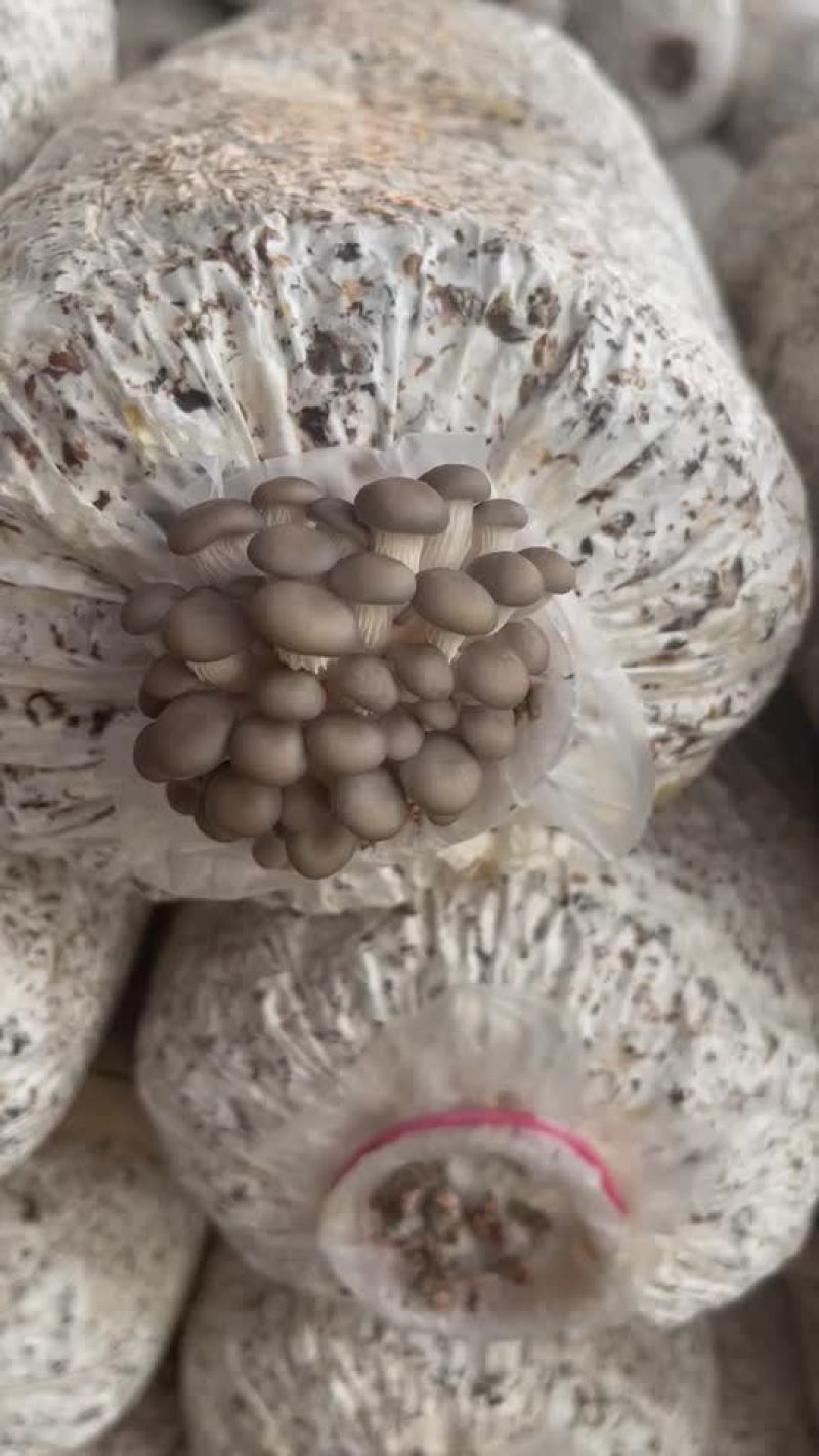 平菇菌棒工厂直销，一棒8斤左右
