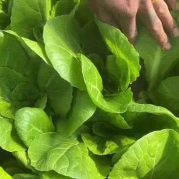 奶白菜快菜杭白菜山东菏泽曹县产地直发
