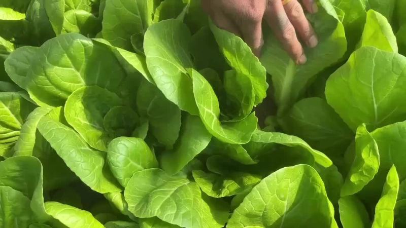 奶白菜快菜杭白菜山东菏泽曹县产地直发