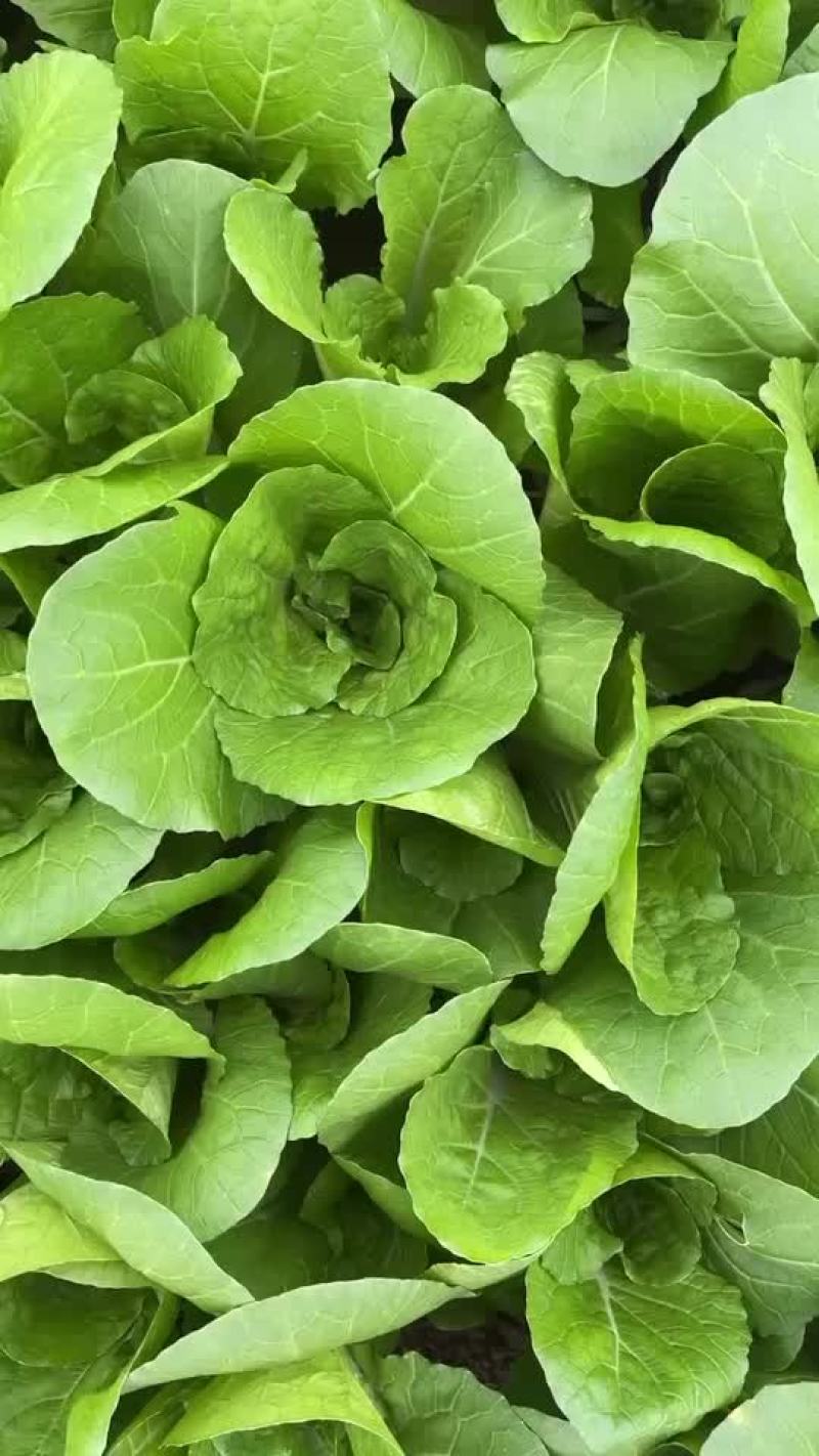 奶白菜快菜杭白菜山东菏泽曹县产地直发