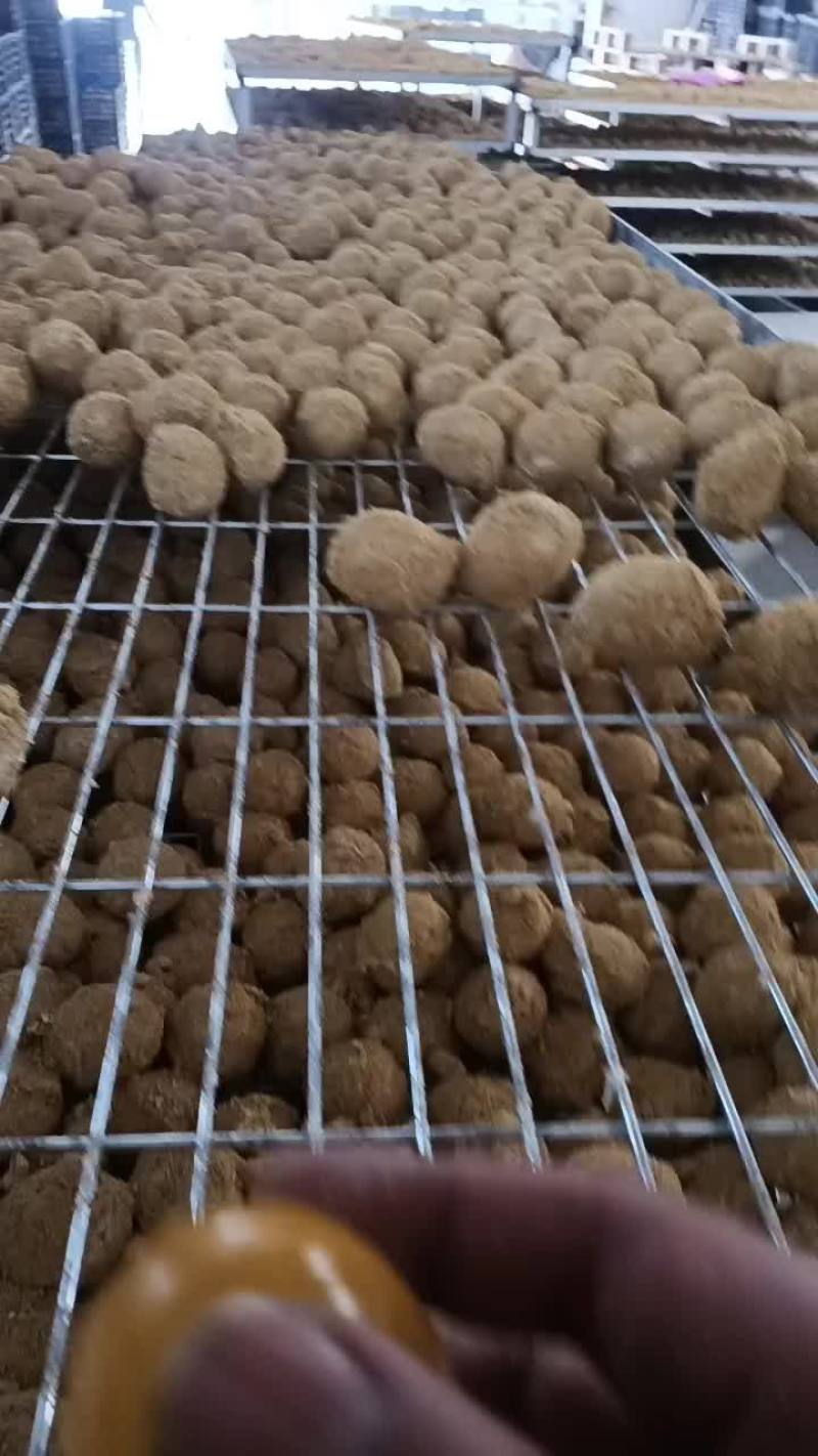 鸡皮蛋