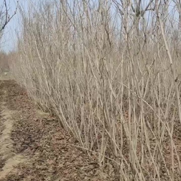 一米冠幅的丛生紫荆