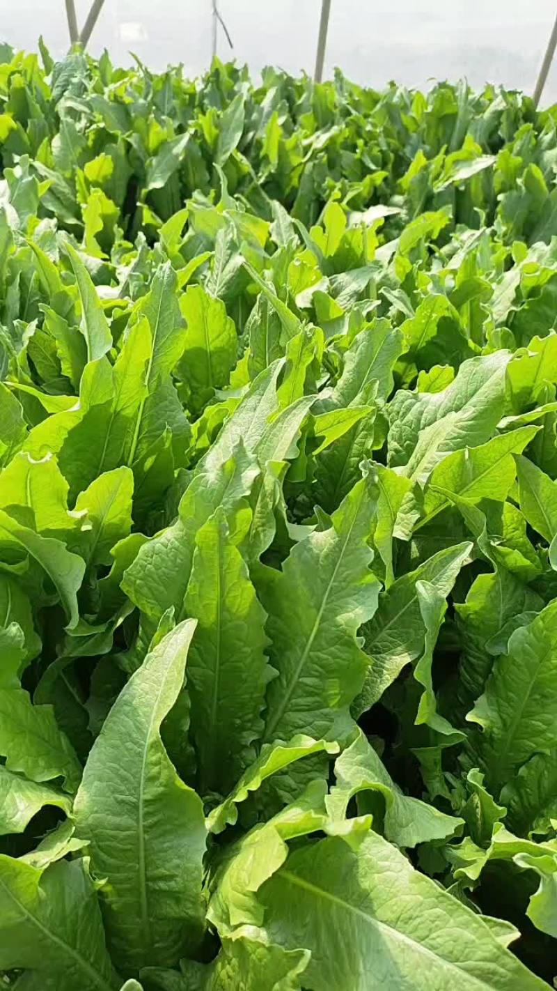 奉贤区油麦莱
