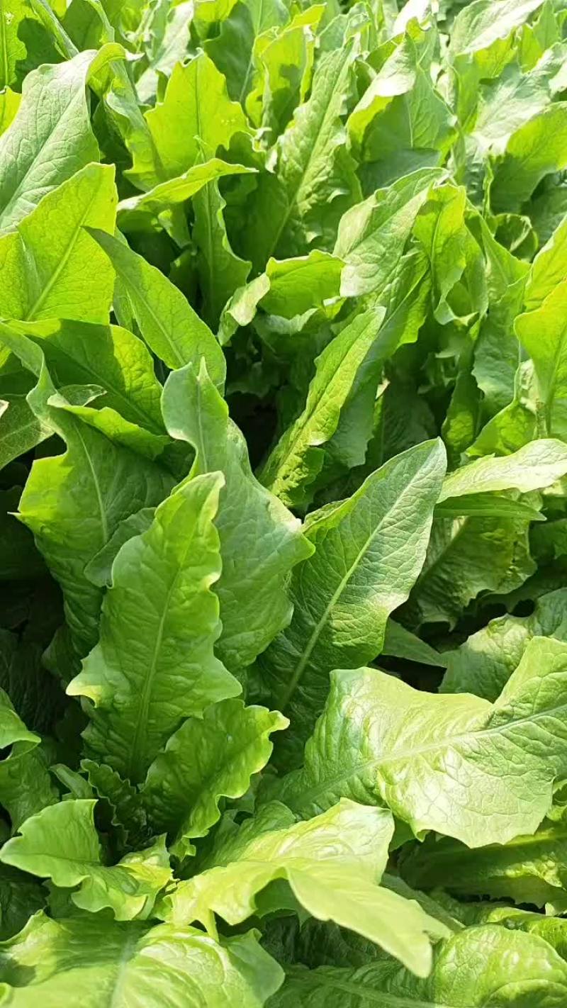 奉贤区油麦莱
