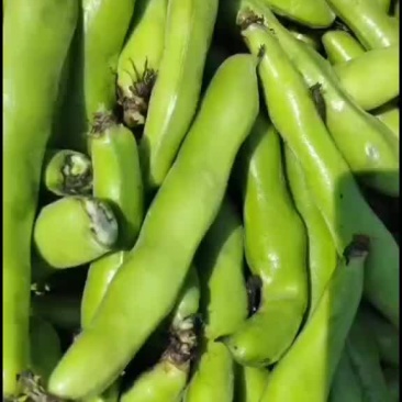 福建福清蚕豆大量上市中，精品，有想法的私聊