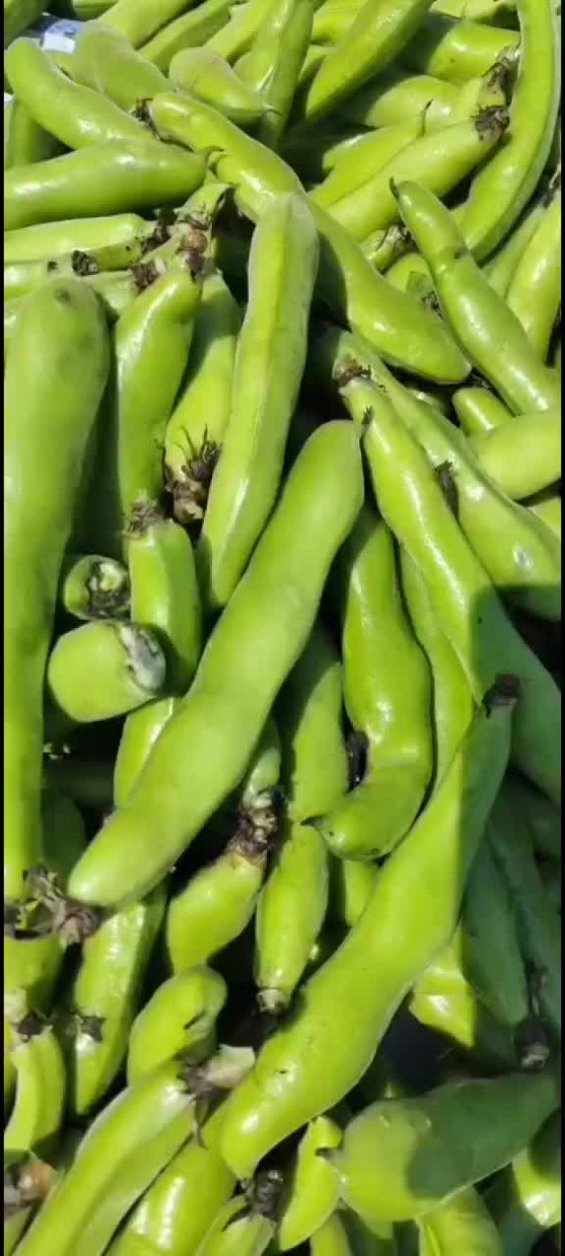 福建福清蚕豆大量上市中，精品，有想法的私聊