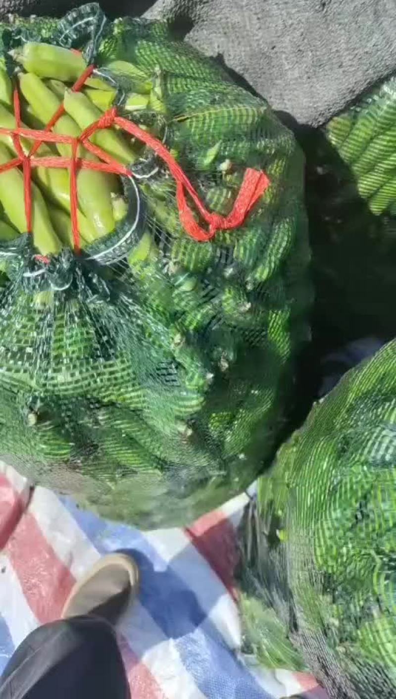 福建福清蚕豆大量上市中，精品，有想法的私聊