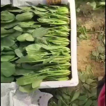 菠菜