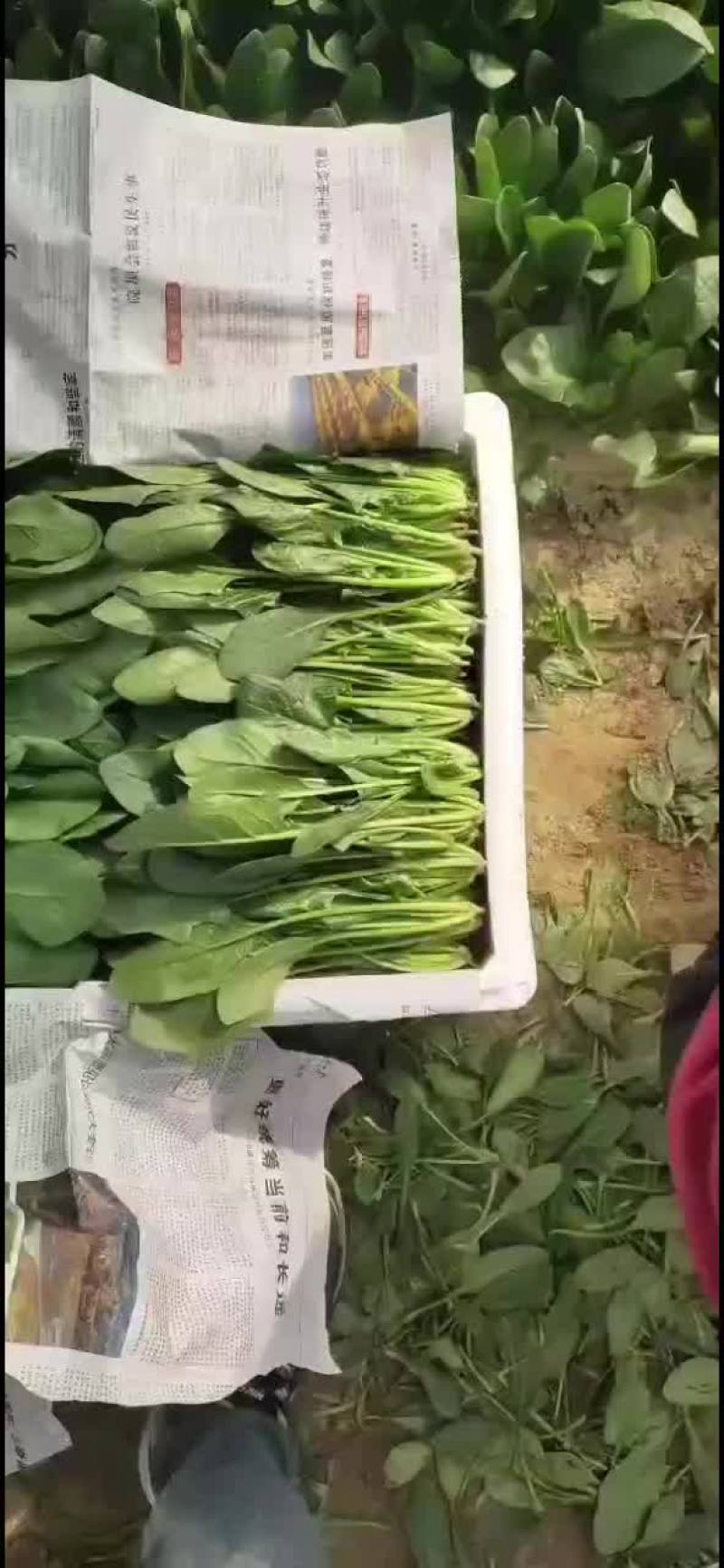菠菜
