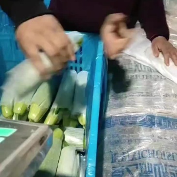 精选绿皮西葫芦鲜发货物美价廉优质货源咨询有惊喜
