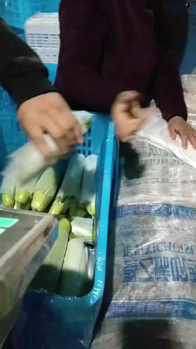 精选绿皮西葫芦鲜发货物美价廉优质货源咨询有惊喜