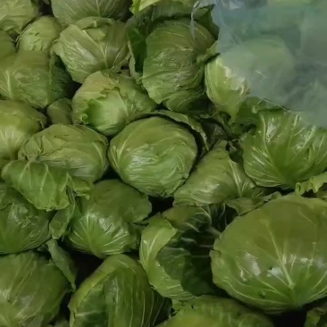 精选中甘甘蓝上市了优质圆包菜品质保证个头均匀