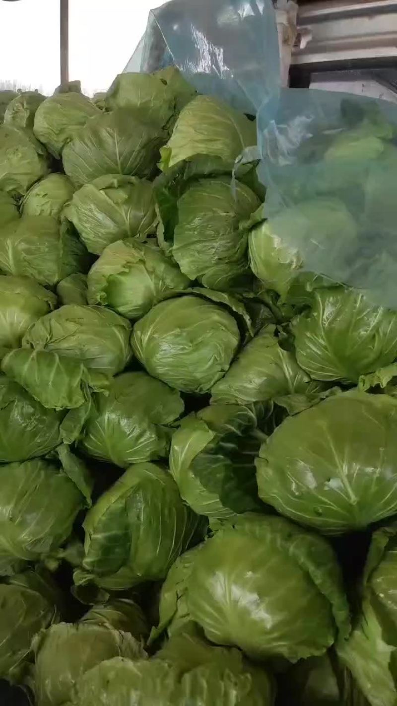 精选中甘甘蓝上市了优质圆包菜品质保证个头均匀