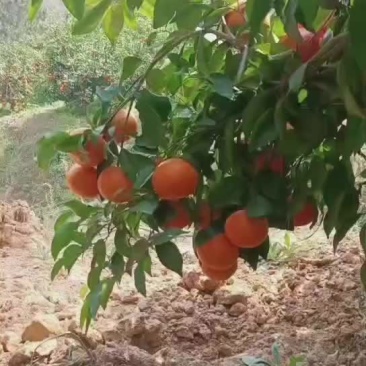 宾川沃柑