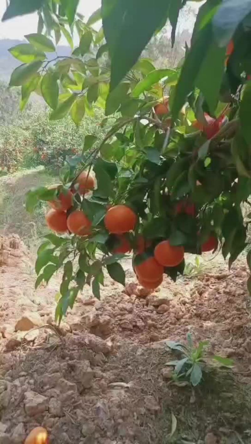 宾川沃柑