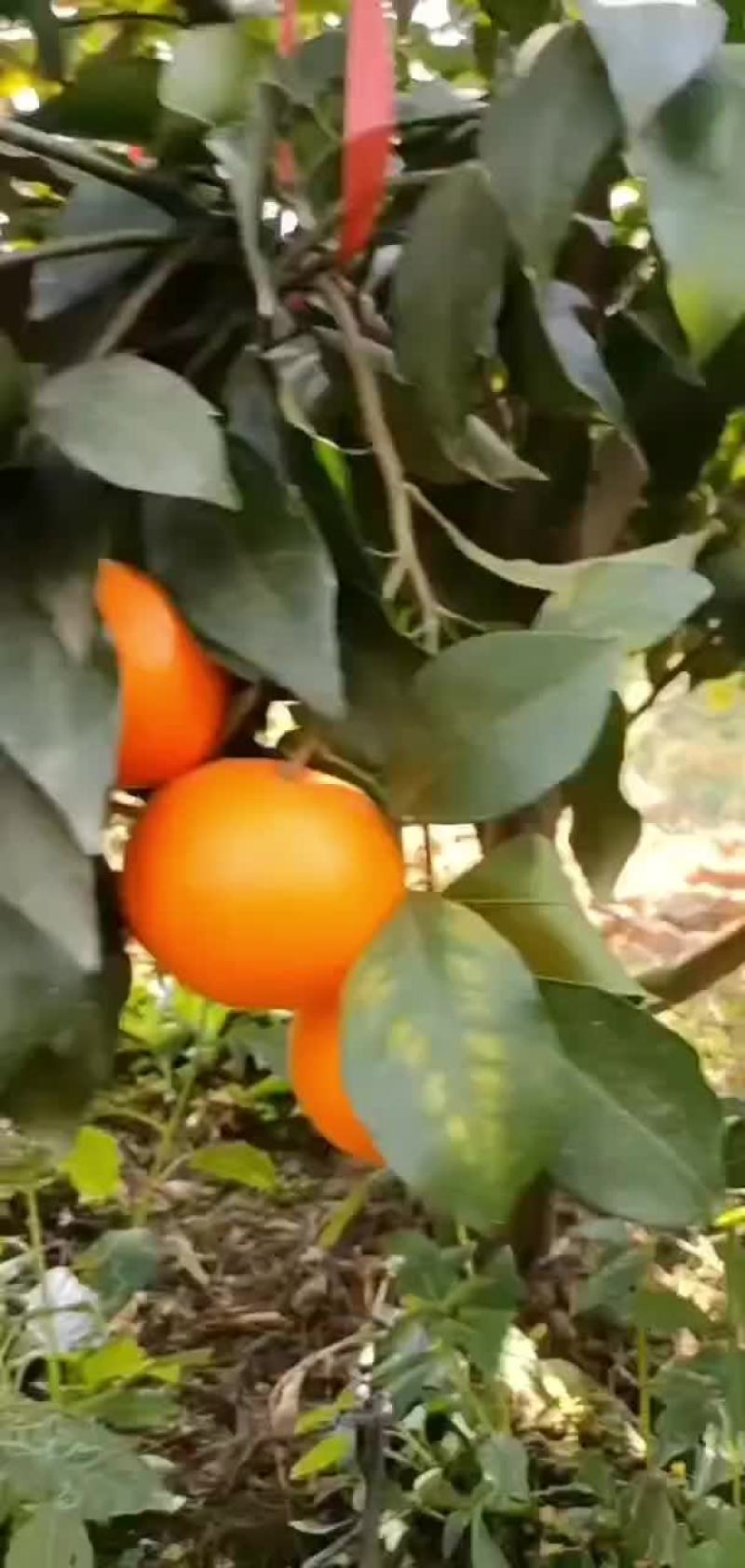宾川沃柑