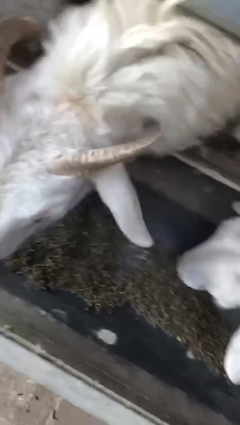 花生秧