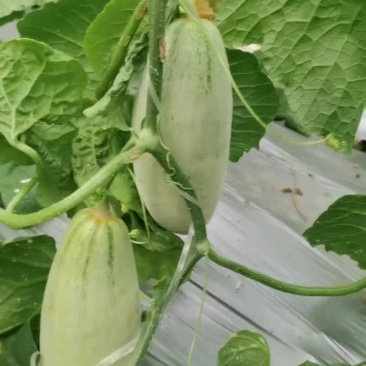青县博洋甜瓜口感好，皮毛好，红芽红肉。