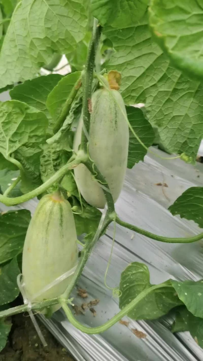 青县博洋甜瓜口感好，皮毛好，红芽红肉。