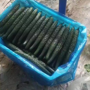 黄瓜河北省石家庄的黄瓜........