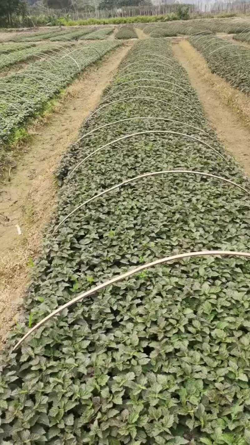 南药广藿香苗，高产量，叶厚，杆粗。没有广藿香苗了