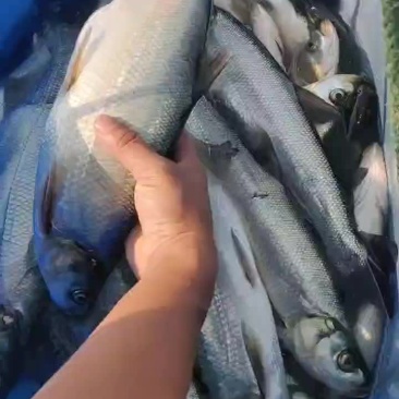 翘嘴鱼，白刁，规格齐全，成鱼鱼苗均有，质量优，下塘无优