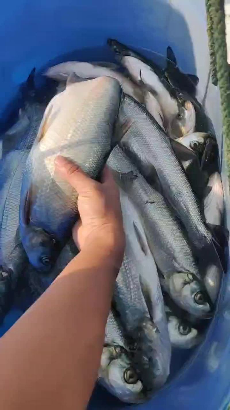 翘嘴鱼，白刁，规格齐全，成鱼鱼苗均有，质量优，下塘无优
