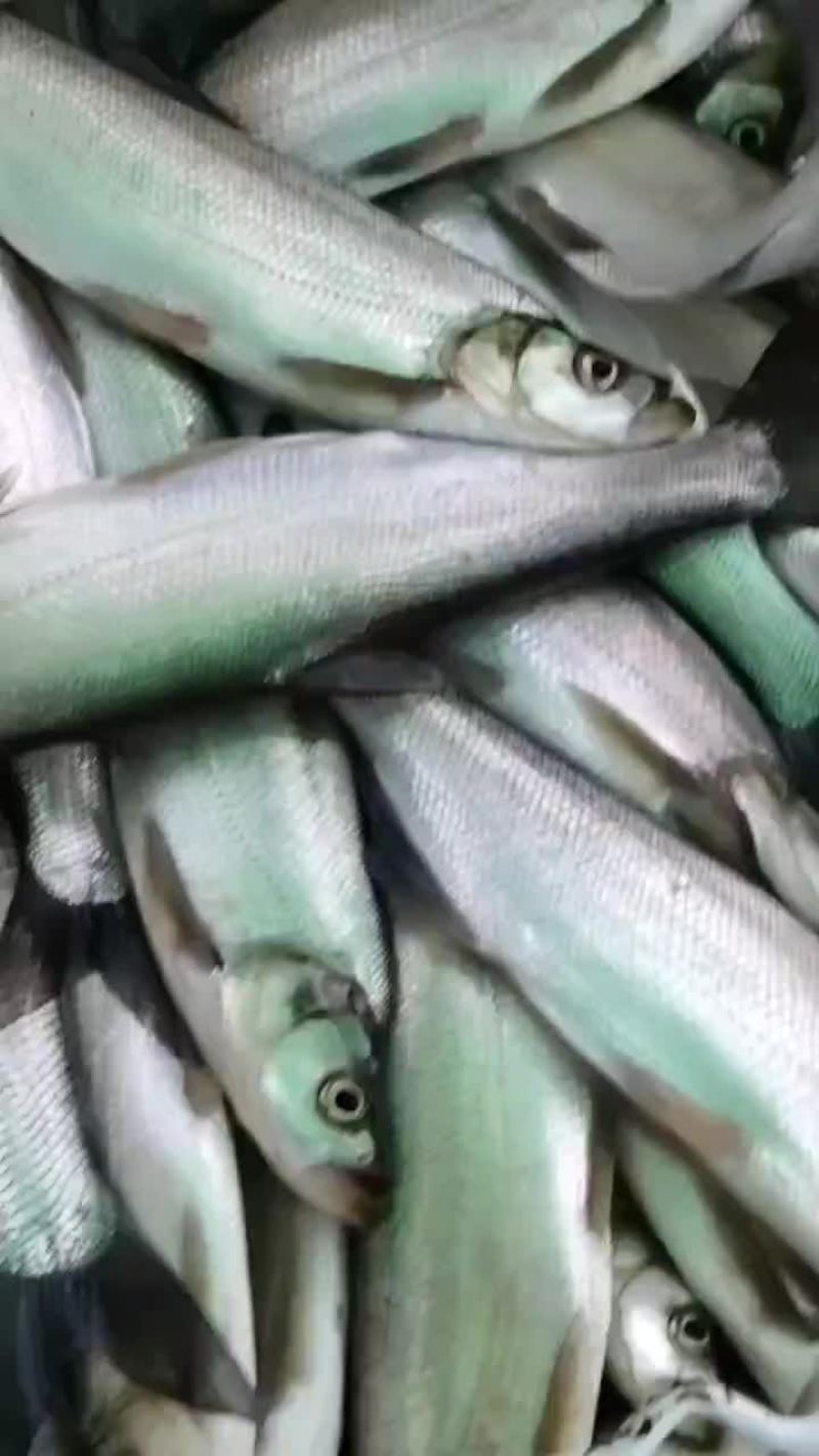 翘嘴鱼，白刁，规格齐全，成鱼鱼苗均有，质量优，下塘无优