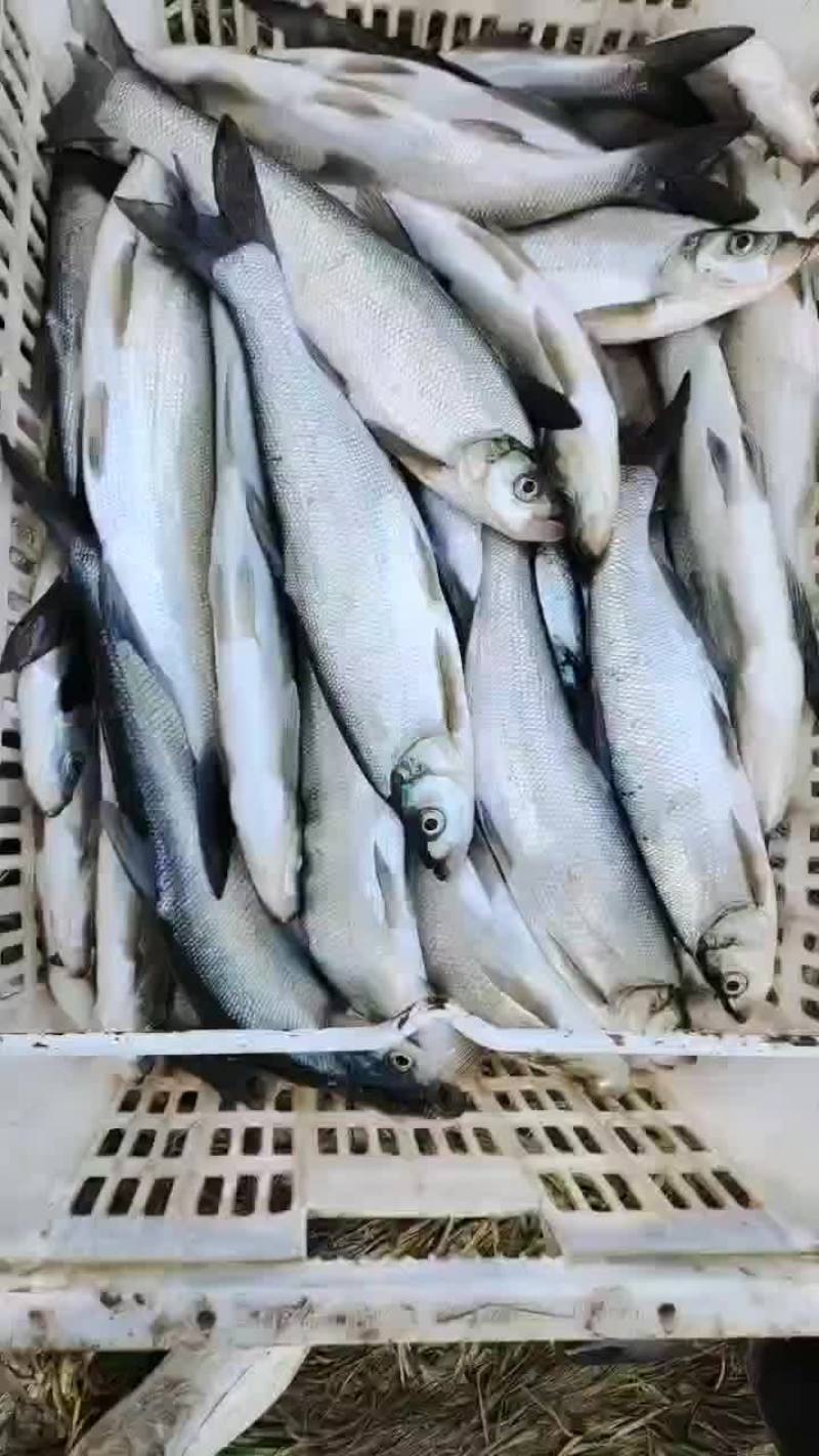 翘嘴鱼，白刁，规格齐全，成鱼鱼苗均有，质量优，下塘无优